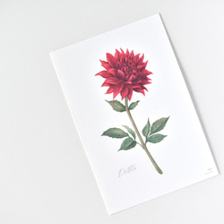 選べるボタニカルカード 3枚セット 全13種 お花 植物 水彩画 5枚目の画像