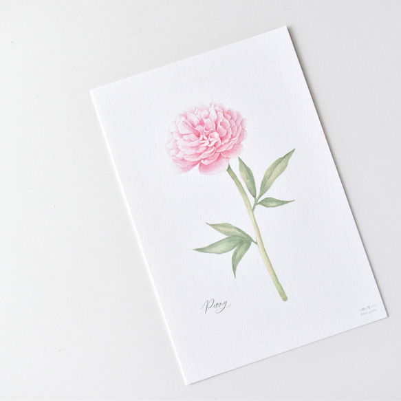 選べるボタニカルカード 3枚セット 全13種 お花 植物 水彩画 14枚目の画像