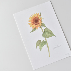 選べるボタニカルカード 3枚セット 全13種 お花 植物 水彩画 13枚目の画像
