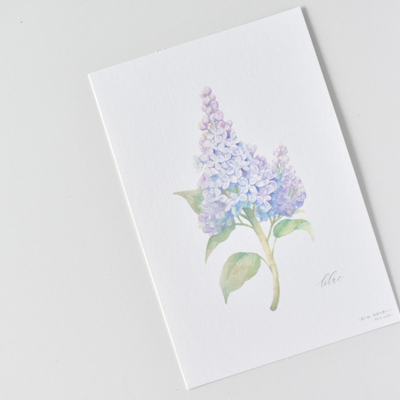 選べるボタニカルカード 3枚セット 全13種 お花 植物 水彩画 6枚目の画像