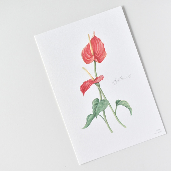 選べるボタニカルカード 3枚セット 全13種 お花 植物 水彩画 7枚目の画像