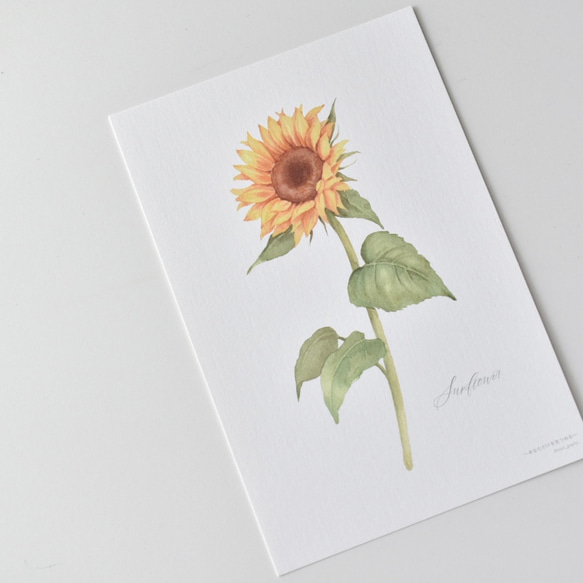 選べるカード 3枚セット 全13種 お花 植物 水彩画 13枚目の画像