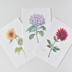 選べるカード 3枚セット 全13種 お花 植物 水彩画 1枚目の画像