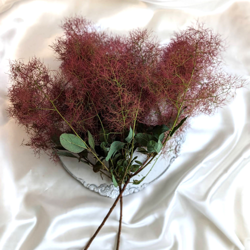 スモークツリー 枝付き ボリューム 55cm【5】＊ ふわふわ ドライフラワー スモークツリーのふわふわ花付き切り枝 - グリーンプロデュース
