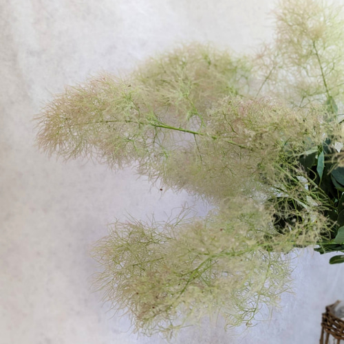 レアなグリーン！スモークツリーの枝付きドライフラワー2本
