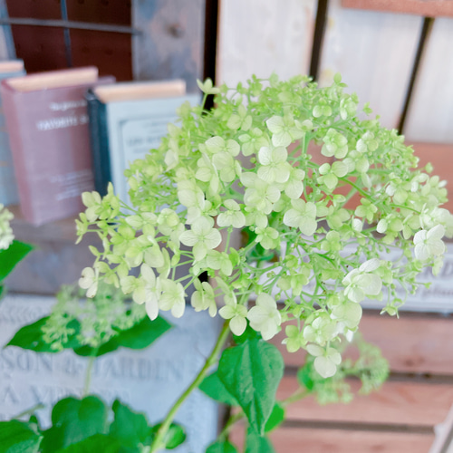 超人気！【ホワイトアナベル】紫陽花♡毎年楽しめる！おしゃれな