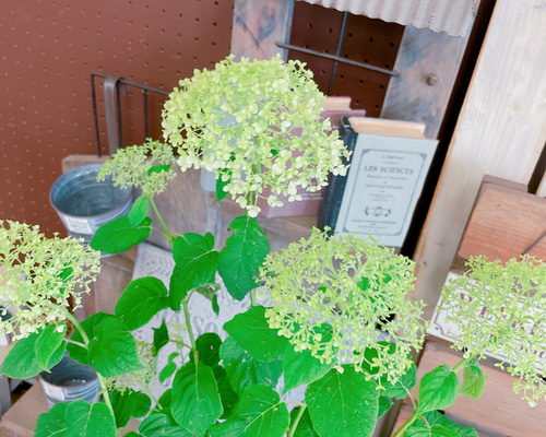 アナベル紫陽花 ロングガーランド