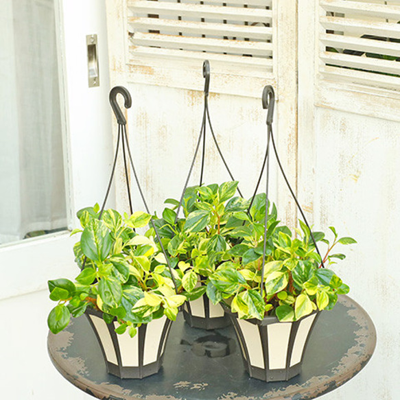 ぐら様専用 シクラメン ガーデンシクラメン 斑入り 斑入りガーデン