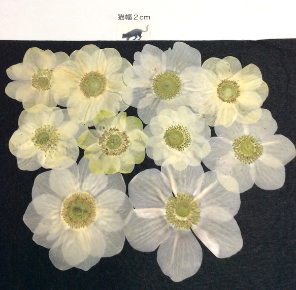 ホワイトのアネモネの押し花素材(10りん) 1枚目の画像