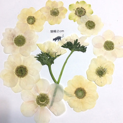 ホワイトのアネモネの押し花素材(10りん) 2枚目の画像
