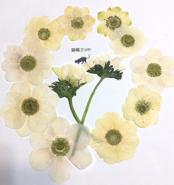 ホワイトのアネモネの押し花素材(10りん) 2枚目の画像