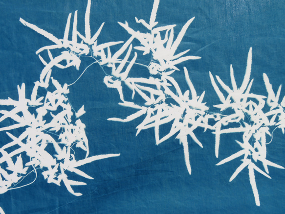 藍曬掛布 - 海金沙 Botanic Cyanotype Decoration - Japenese climbing 第4張的照片