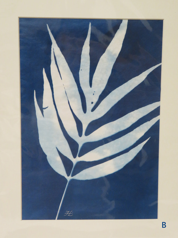 植物剪影。藍曬框畫 Botanic Cyanotype Framed Art Piece 第4張的照片