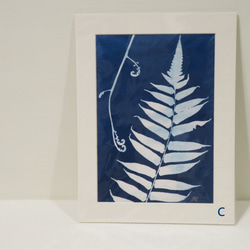 植物剪影。藍曬框畫 Botanic Cyanotype Framed Art Piece 第6張的照片