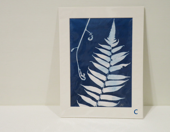 植物剪影。藍曬框畫 Botanic Cyanotype Framed Art Piece 第6張的照片