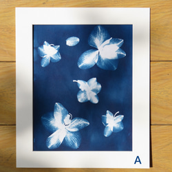 植物剪影。藍曬框畫 Botanic Cyanotype Framed Art Piece 第2張的照片