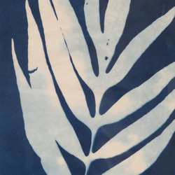 植物剪影。藍曬框畫 Botanic Cyanotype Framed Art Piece 第5張的照片
