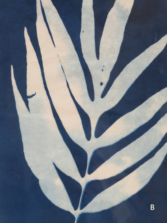 植物剪影。藍曬框畫 Botanic Cyanotype Framed Art Piece 第5張的照片