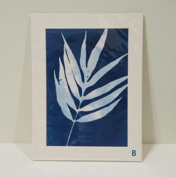 植物剪影。藍曬框畫 Botanic Cyanotype Framed Art Piece 第3張的照片