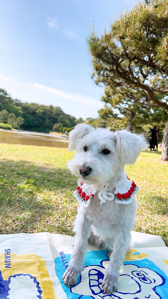 コットン糸で編んだ犬用スタイ・ケープ　バラ柄（赤・ピンク） 2枚目の画像
