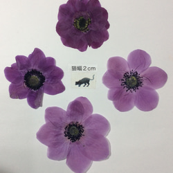 赤系のアネモネ(9りん)と紫系のアネモネ(4りん)の押し花素材セット 2枚目の画像