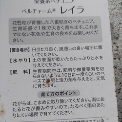 レア！花日和さんのオリジナル八重咲ペチュニア　ベルチャーム　レイラ 6枚目の画像
