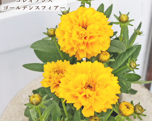 花苗 コレオプシス ソランナ ゴールデンスフィアー 3.5号 八重咲き