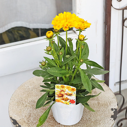 花苗 コレオプシス ソランナ ゴールデンスフィアー 3.5号 八重咲き