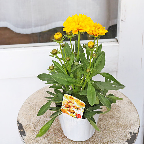 花苗 コレオプシス ソランナ ゴールデンスフィアー 3.5号 八重咲き