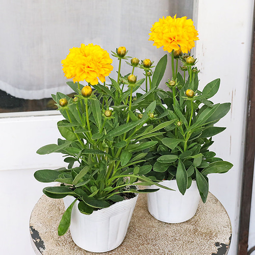 レア　高品質　ゴールド牡丹マイカ　スフィア 花苗 コレオプシス ソランナ ゴールデンスフィアー 3.5号 八重咲き