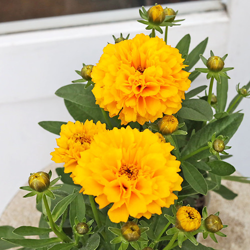 花苗 コレオプシス ソランナ ゴールデンスフィアー 3.5号 八重咲き