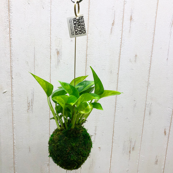 観葉植物 弱々しかっ ハンギング ポトス