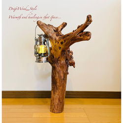 流木インテリア 自然の造形が美しい流木スタンド ランタンやエアプラントを飾れる置物 北欧 照明 木材 癒し N1 3枚目の画像