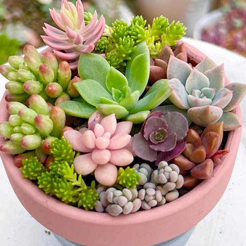 ★多肉植物　寄せ植え〜手作り木製HOUSE ピンク〜★ ☆多肉植物 寄せ植え〜手作り木製HOUSE ピンク〜☆