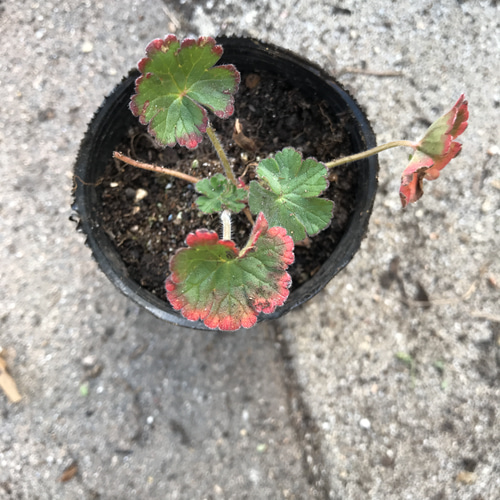 ゲラニウム サマースノー 1ポット その他素材 mofrin 通販｜Creema  