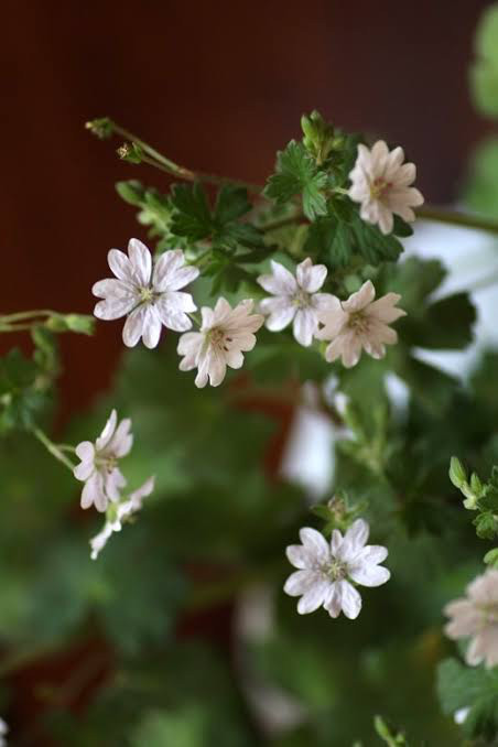 ゲラニウム サマースノー 1ポット その他素材 mofrin 通販｜Creema  