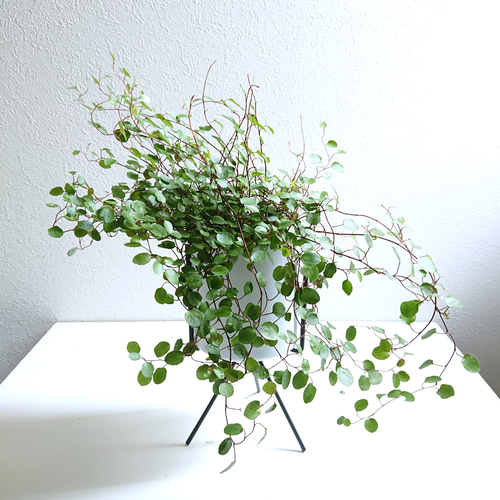 ○数量限定○新作○ 空中に描く葉の水玉模様 ”ワイヤープランツ