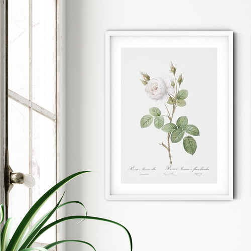 絵画 花の絵 ボタニカル アート フラワー 薔薇 バラ ガーデニング rose 楽天市場】Pealimo インテリア 絵画 植物 バラ 薔薇 ピエール