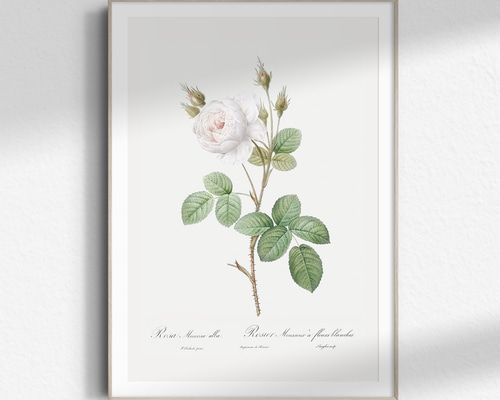 絵画 花の絵 ボタニカル アート フラワー 薔薇 バラ ガーデニング rose 薔薇 ボタニカルアート アンティーク アートポスター ピンク 花