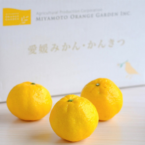 数量限定】幻のかんきつ 媛小春ジュース・寒天ゼリーセット ジュース