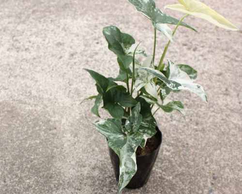 SALE！！1鉢）シンゴニウム フレンチマーブル 4.5号☆斑入りの葉っぱが