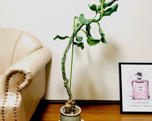 モナデニウム　マグニフィカム【現品】☆希少☆ 観葉植物　塊根植物 現品］【希少】モナデニウム マグニフィカム 観葉植物 レア 珍奇