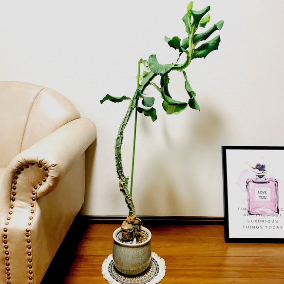 現品］【希少】モナデニウム マグニフィカム 観葉植物 レア 珍奇植物