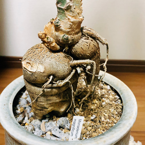 現品］【希少】モナデニウム マグニフィカム 観葉植物 レア 珍奇植物