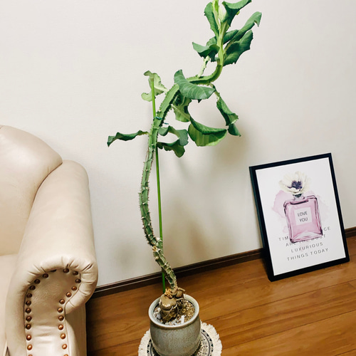 現品］【希少】モナデニウム マグニフィカム 観葉植物 レア 珍奇植物