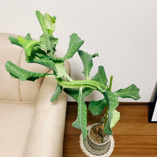 現品］【希少】モナデニウム マグニフィカム 観葉植物 レア 珍奇植物