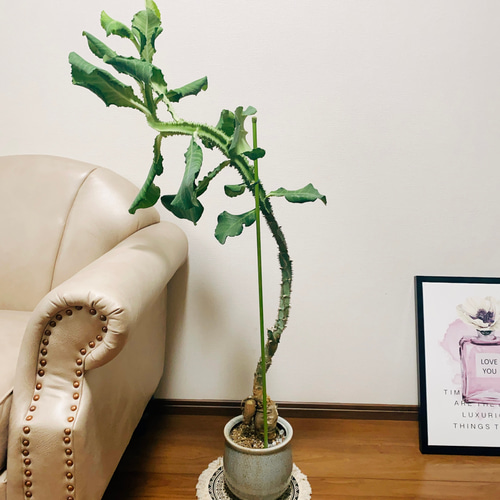 現品］【希少】モナデニウム マグニフィカム 観葉植物 レア 珍奇植物