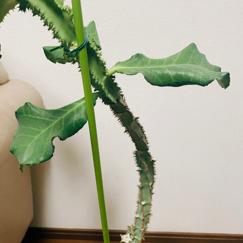 現品］【希少】モナデニウム マグニフィカム 観葉植物 レア 珍奇植物