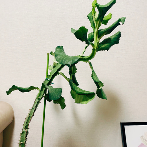 現品］【希少】モナデニウム マグニフィカム 観葉植物 レア 珍奇植物