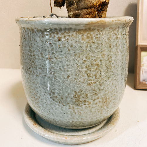 現品］【希少】モナデニウム マグニフィカム 観葉植物 レア 珍奇植物